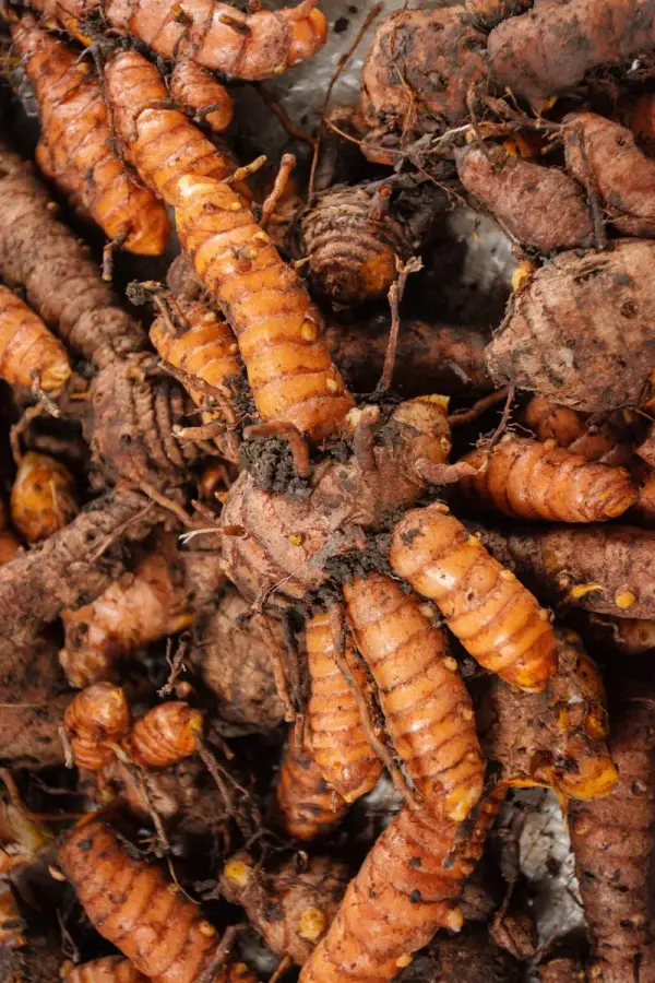 Turmeric: The Golden Spice for Natural Pain Relief